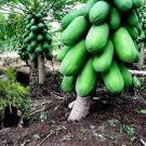 20 "DWARF SOLO WAIMANALO TREE SEEDS" (Carica Papaya) Fast Fruit Houseplant 20 "DWARF SOLO WAIMANALO TREE SEEDS" (Carica Papaya) Fast Fruit Houseplant