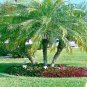 Dwarf Pygmy Date Palm Tree Seeds (Phoenix roebelinii) Great Indoor Houseplant