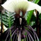 10 White Bat Orchid Flower Seeds (Tacca Integrifolia) Exotic Tropical Houseplant