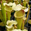 Sarracenia Oreopheila green x Leuco white live carnivorous plant Sarracenia Oreopheila green x Leuco white live carnivorous plant