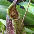 Aggressive Nepenthes Rafflesiana Squat Black X Winged Stunning Carnivorous Plant