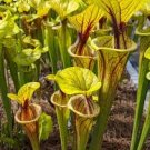 Sarracenia Flava var Ornata 20 Seeds Pender County Carnivorous pitcher Plants Sarracenia Flava var Ornata 20 Seeds Pender County Carnivorous pitcher Plants