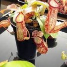 Carnivorous Tropical Plants - Live Starter Plants in 2 Inch Pots Carnivorous Tropical Plants - Live Starter Plants in 2 Inch Pots