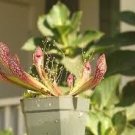 LIVE Carnivorous Pitcher Plant (Sarracenia "Scarlet Belle") Beginner Friendly LIVE Carnivorous Pitcher Plant (Sarracenia "Scarlet Belle") Beginner Friendly
