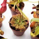 LIVE Carnivorous Starter Pack - Sundew, Sarracenia, Flytrap Small Plants LIVE Carnivorous Starter Pack - Sundew, Sarracenia, Flytrap Small Plants