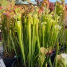 Carnivorous Sarracenia Pitcher Live Plant Rare Green - 3" Pot Carnivorous Sarracenia Pitcher Live Plant Rare Green - 3" Pot