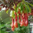 Nepenthes Alata Pitcher Plant - Exotic Carnivorous - LJ Plant Nursery Nepenthes Alata Pitcher Plant - Exotic Carnivorous - LJ Plant Nursery