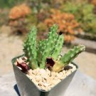 Huernia schneideriana Red Dragon Flower Cactus Cuttings-4 cuttings each 4" Long Huernia schneideriana Red Dragon Flower Cactus Cuttings-4 cuttings each 4" Long