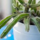3 Dog Tail Cactus Cuttings Unrooted (hard to get) EZ Grow 3 Dog Tail Cactus Cuttings Unrooted (hard to get) EZ Grow