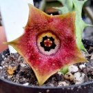 Huernia schneideriana, asclepiad stapeliad rare red color plant exotic 2" pot