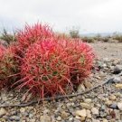 Large Cotton - Top Cactus, Echinocactus - polycephalus, Red barrel Cactus, RARE