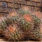 Large Cotton - Top Cactus, Echinocactus - polycephalus, Red barrel Cactus, RARE