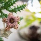 HUERNIA MIX, variety stapelia exotic succulent rare cactus plant seed -5 SEEDS HUERNIA MIX, variety stapelia exotic succulent rare cactus plant seed -5 SEEDS