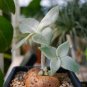 3-4cm 1PCS Cactus Live Plants Sinningia leucotricha Beautiful Root Tuber Cactus