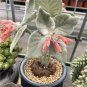 3-4cm 1PCS Cactus Live Plants Sinningia leucotricha Beautiful Root Tuber Cactus