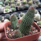 4-6CM 1PCS Cactus Live Plants Huernia pillansii Beautiful Cactus Rare Cactus