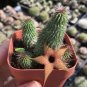 4-6CM 1PCS Cactus Live Plants Huernia pillansii Beautiful Cactus Rare Cactus