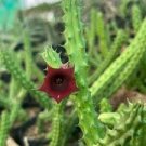 Bunch of 7 plants Huernia Red Dragon Macrocarpa Burgundy flower-Succulent plants Bunch of 7 plants Huernia Red Dragon Macrocarpa Burgundy flower-Succulent plants
