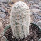 Old Man Of The Andes Cactus, Oreocereus celsianus rare cactus seed 30 SEEDS Old Man Of The Andes Cactus, Oreocereus celsianus rare cactus seed 30 SEEDS