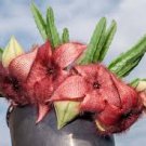 TWO Stapelia Grandiflora Cactus CUTTINGS Red Flowers Starfish Toad Carrion Plant