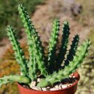 Huernia Red Dragon Stapelia Cactus (Huernia Penzigii) 3x Live Plants In 4in Pot