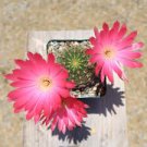 Lobivia winteriana, echinopsis exotic flowering cactus cacti rare seed 50 SEEDS Lobivia winteriana, echinopsis exotic flowering cactus cacti rare seed 50 SEEDS