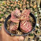 Kalanchoe humilis rare cacti mesembs huernia red succulents cactus seed 15 SEEDS Kalanchoe humilis rare cacti mesembs huernia red succulents cactus seed 15 SEEDS