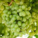 Sweet GRAPE vines Cold Hardy grape cuttings fresh Cuttings-3 Sweet GRAPE vines Cold Hardy grape cuttings fresh Cuttings-3