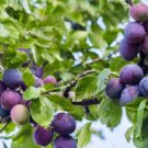 8+ Purple Leaf Plum tree Cuttings!! Clone your own trees: Fastest Shipping!!