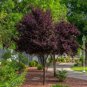 8+ Purple Leaf Plum tree Cuttings!! Clone your own trees: Fastest Shipping!!