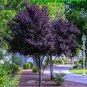 8+ Purple Leaf Plum tree Cuttings!! Clone your own trees: Fastest Shipping!!