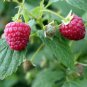 12 ZONE 3 COLD HARDY PERRENIAL BARE ROOT FRESHLY DUG UP HEALTHY RED RASPBERRIES