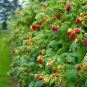 12 ZONE 3 COLD HARDY PERRENIAL BARE ROOT FRESHLY DUG UP HEALTHY RED RASPBERRIES