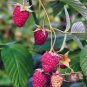 12 ZONE 3 COLD HARDY PERRENIAL BARE ROOT FRESHLY DUG UP HEALTHY RED RASPBERRIES