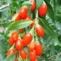 2 Goji Berry Plants - Lycium barbarum - Live Plants - Wolfberry - 4 to 6 inches