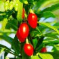 2 Goji Berry Plants - Lycium barbarum - Live Plants - Wolfberry - 4 to 6 inches