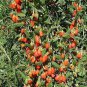 2 Goji Berry Plants - Lycium barbarum - Live Plants - Wolfberry - 4 to 6 inches