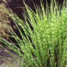( 1 ) - Little Zebra Dwarf Maiden Grass - Starter Plants ( 4m ) ( 1 live plant ) ( 1 ) - Little Zebra Dwarf Maiden Grass - Starter Plants ( 4m ) ( 1 live plant )