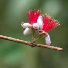 4 Fresh Pineapple Guava Tree Cuttings for Planting . FREE GIFT 4 Fresh Pineapple Guava Tree Cuttings for Planting . FREE GIFT