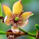 ( 1 ) - Banana Shrub ( Michelia figo ) - Starter Plant ( 4L ) ( 1 live Plant ( 1 ) - Banana Shrub ( Michelia figo ) - Starter Plant ( 4L ) ( 1 live Plant