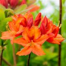 ( 1 ) - Mandarin Lights Orange Deciduous - Starter Plant ( 7L ) ( 1 live plant )