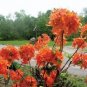 ( 1 ) - Mandarin Lights Orange Deciduous - Starter Plant ( 7L ) ( 1 live plant )