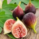 SUMMER BROWN FIG, *Ficus carica* Fruit Tree 4 Cuttings SUMMER BROWN FIG, *Ficus carica* Fruit Tree 4 Cuttings