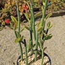 Live Tall Lady Slipper (Pedilanthus) Succulent Cuttings - Easy Root - (6 Pack)