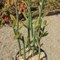 Live Tall Lady Slipper (Pedilanthus) Succulent Cuttings - Easy Root - (6 Pack)