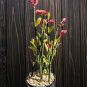 Live Tall Lady Slipper (Pedilanthus) Succulent Cuttings - Easy Root - (6 Pack)