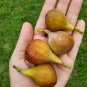 Fig tree Cuttings ,Col de Dame Grise , healthy, delicious,hardy,5 pieces !