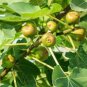 Fig tree Cuttings ,Col de Dame Grise , healthy, delicious,hardy,5 pieces !