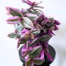 Pink Tradescantia Nanouk Live Plant (Wandering Jew) Indoor House Plant // 2" Pot Pink Tradescantia Nanouk Live Plant (Wandering Jew) Indoor House Plant // 2" Pot