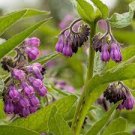 True Comfrey Live Plant - Symphytum officinale - VERY Useful and Valuable Plant! True Comfrey Live Plant - Symphytum officinale - VERY Useful and Valuable Plant!